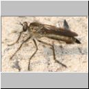 Philonicus albiceps - Sand-Raubfliege w05 19mm.jpg